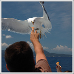 Krmení létající zvěře