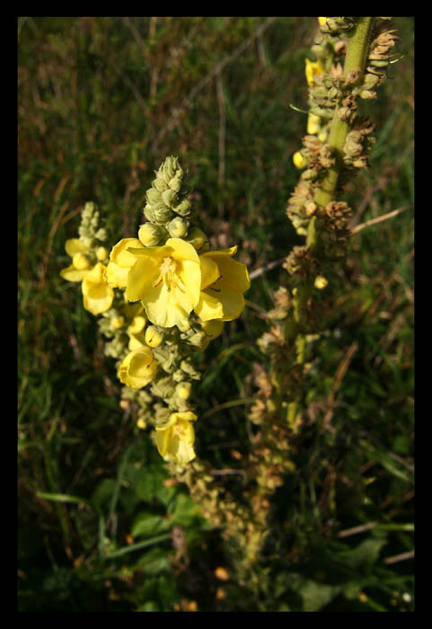 Jedna divizna v létě