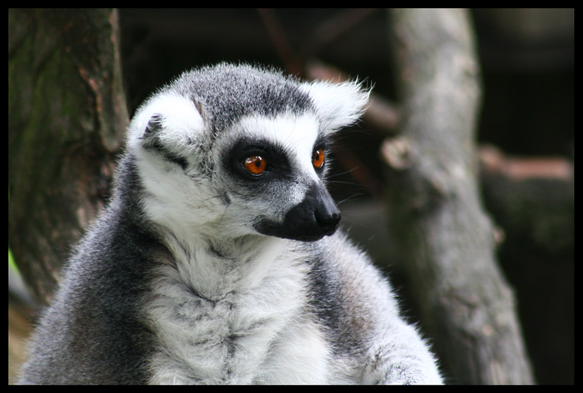 Lemur Kata
