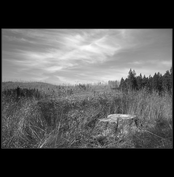 Bučina - Šumava