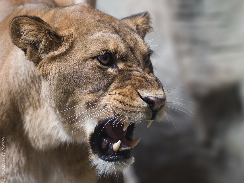 už mě nesejři....