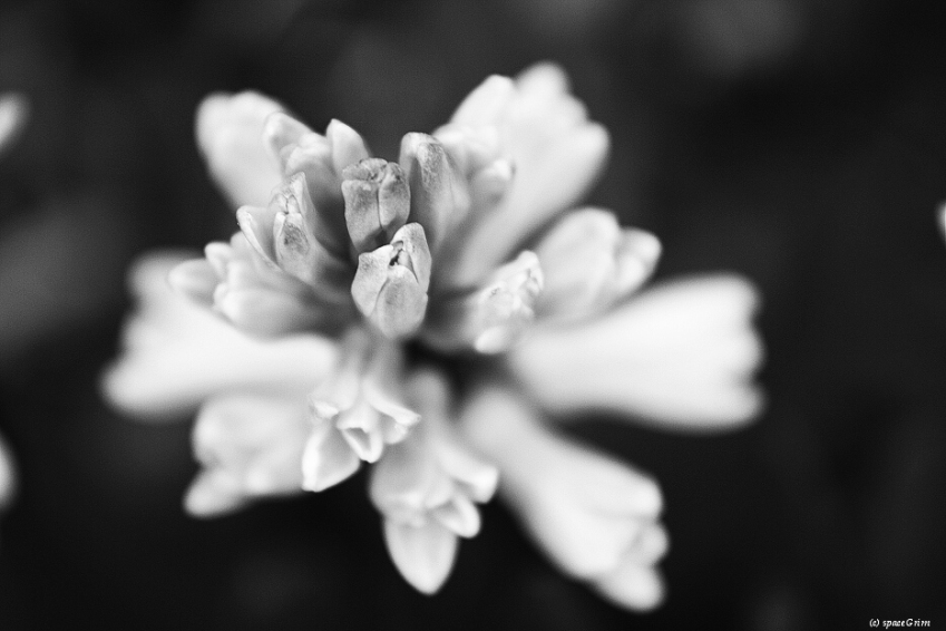 BaW Flower