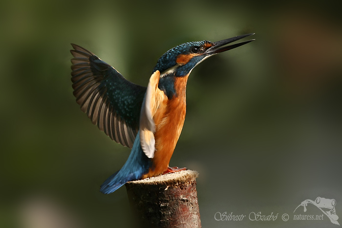 Ledňáček říční (Alcedo atthis)