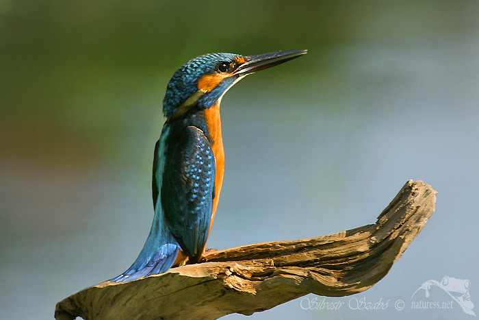 Ledňáček říční (Alcedo atthis)