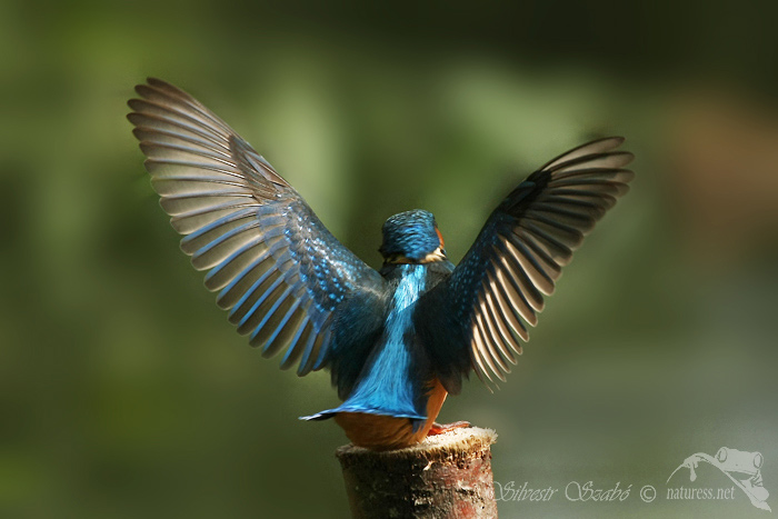 Ledňáček říční (Alcedo atthis)