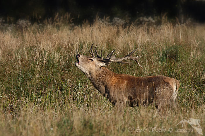 Jelen lesní (Cervus elaphus maral)