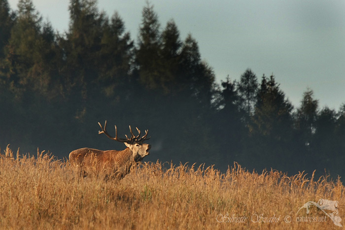 Jelen lesní (Cervus elaphus maral)