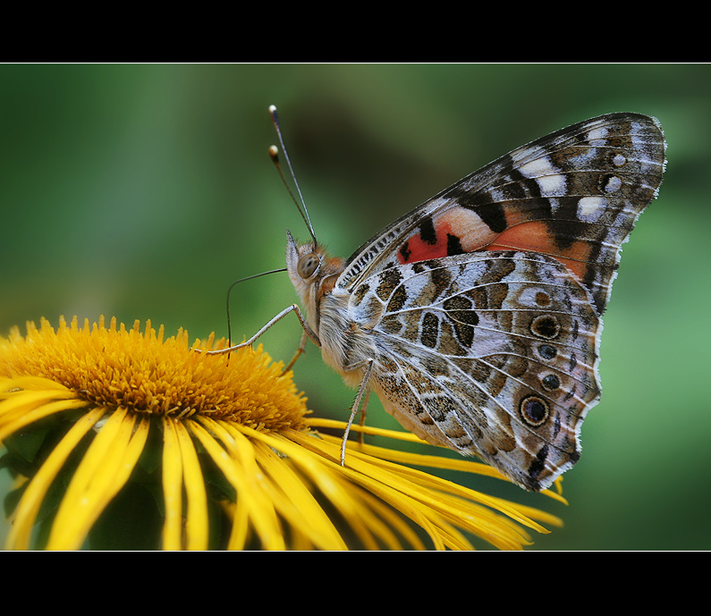 Babočka bodláková