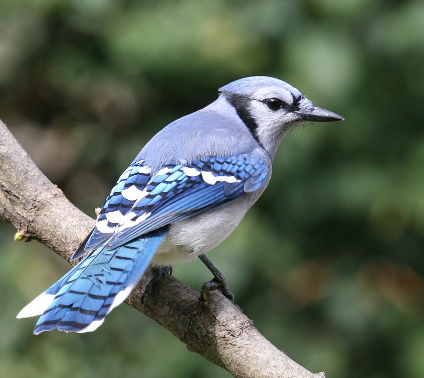 Blue Jay 1.