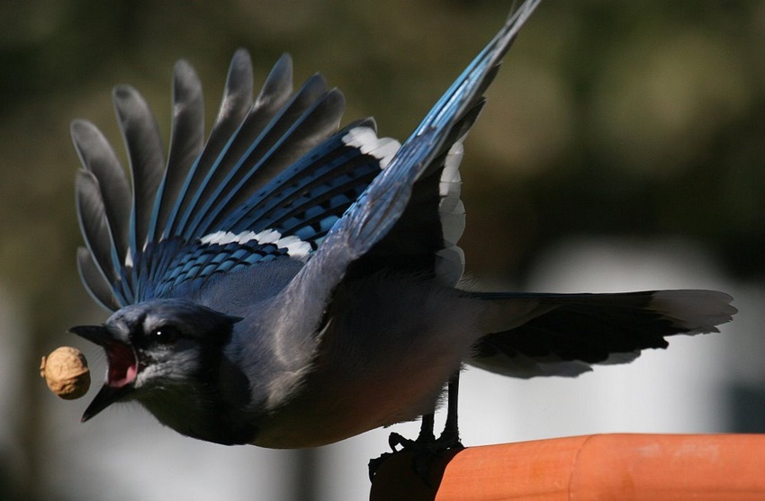 Blue Jay.3