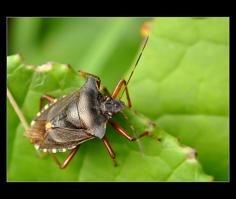 ... Kněžice rudonohá (Pentatoma rufipes) ...