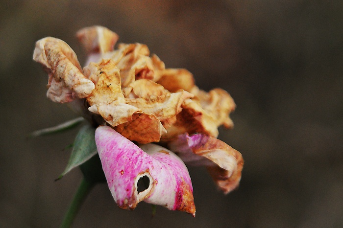 odkvitnutá ruža ll