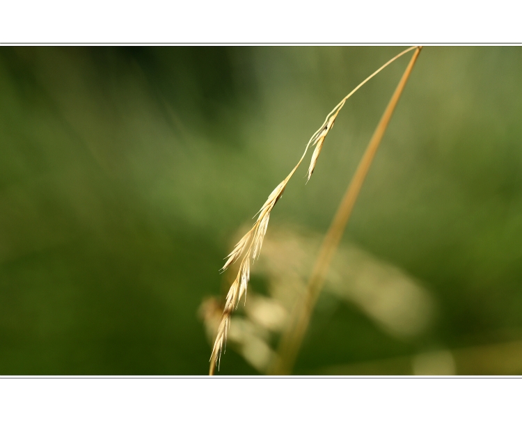 *příběhy z trávy IV*