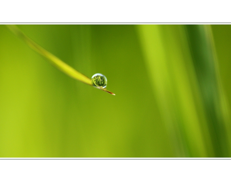 *green dream*