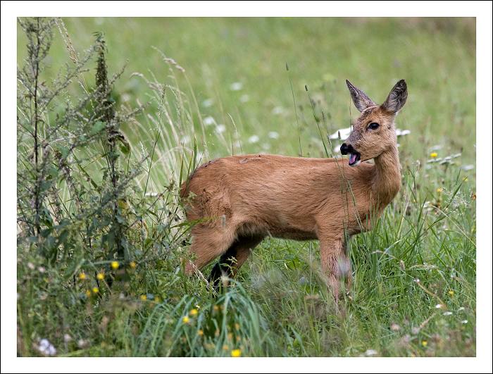 ...sama v trávě s otevřenou tlamkou...