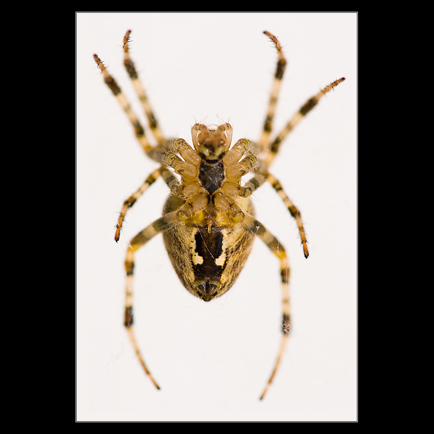 Křižák obecný (Araneus diadematus)