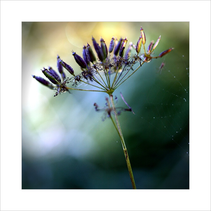 *** Jednoho letního rána ***