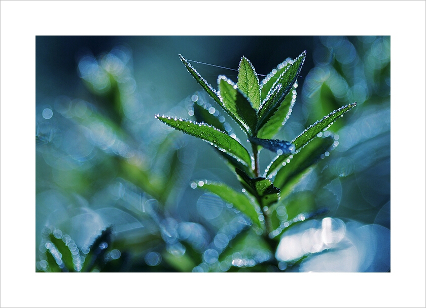 *** Ranní třpytky ***