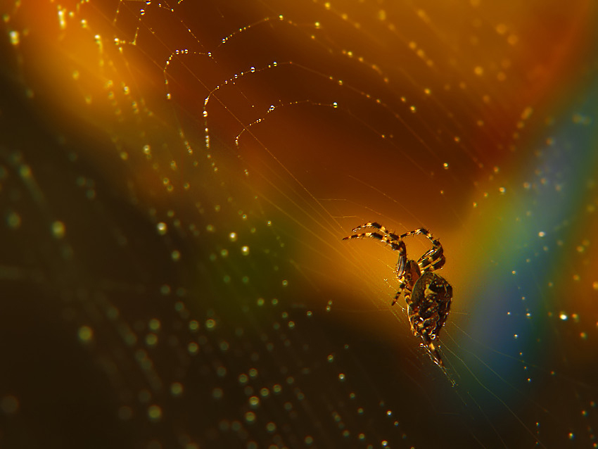 ***PAVOUČEK ZE ZAHRÁDKY ***