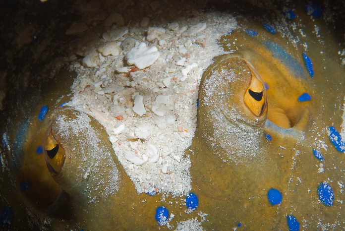 Trnucha lagunová