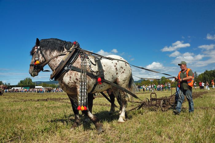 Agrokomplex Nitra 2009