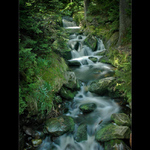 .: ZELENÝM KORYTEM ..