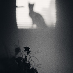 mačka na okne, pod oknom ruže... dedinska idylka