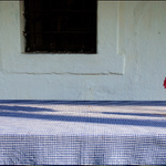 Zátiší s jiřinou