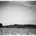 Obilne pole s nekolika stromy v pozadi