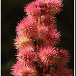 Zubatě kulatá :) .