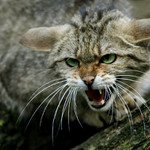 "Nepřibližuj se..!"