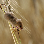 Ocásek to jistí..!