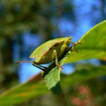 Kněžice trávozelená