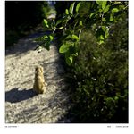 Na prechádzke. (so psom)