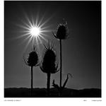 Tri bodliaky na výslní.