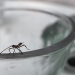 Zátiší s breberkou :-)