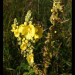 Jedna divizna v létě