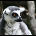 Lemur Kata