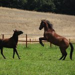 Tady jsem pánem já