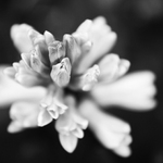 BaW Flower