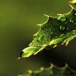 Kapka po raní rose na listě