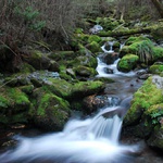 Greenstone track stream