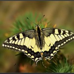 Otakárek fenyklový