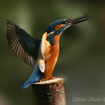 Ledňáček říční (Alcedo atthis)