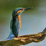 Ledňáček říční (Alcedo atthis)