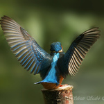 Ledňáček říční (Alcedo atthis)