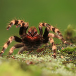 kdo tu bude zlobiti toho kousnu do ...