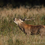 Jelen lesní (Cervus elaphus maral)