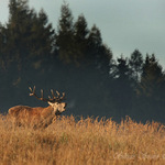 Jelen lesní (Cervus elaphus maral)