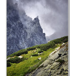 Kosodrevinovohmlová